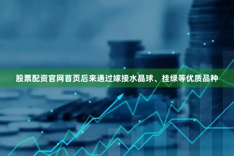股票配资官网首页后来通过嫁接水晶球、挂绿等优质品种